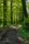 forest walk