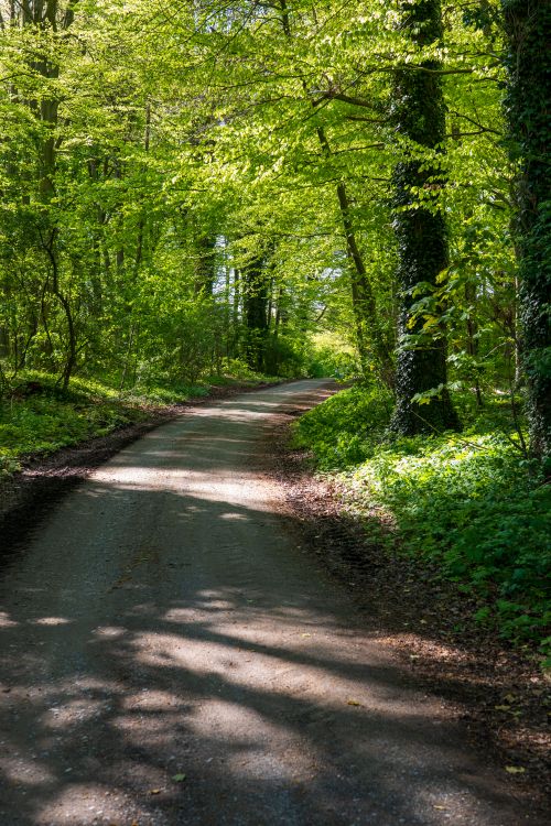 Free Peaceful forest path surrounded by vibrant green trees in the height of spring. Stock Photo