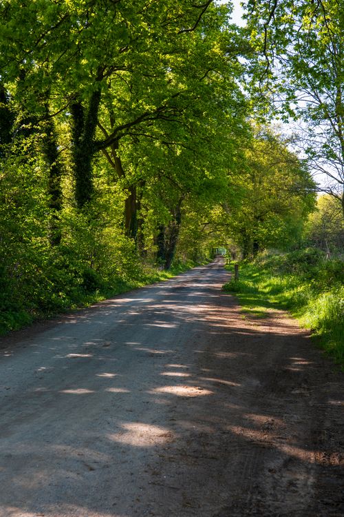 Free A picturesque country road shaded by lush green trees on a sunny day, perfect for nature lovers. Stock Photo