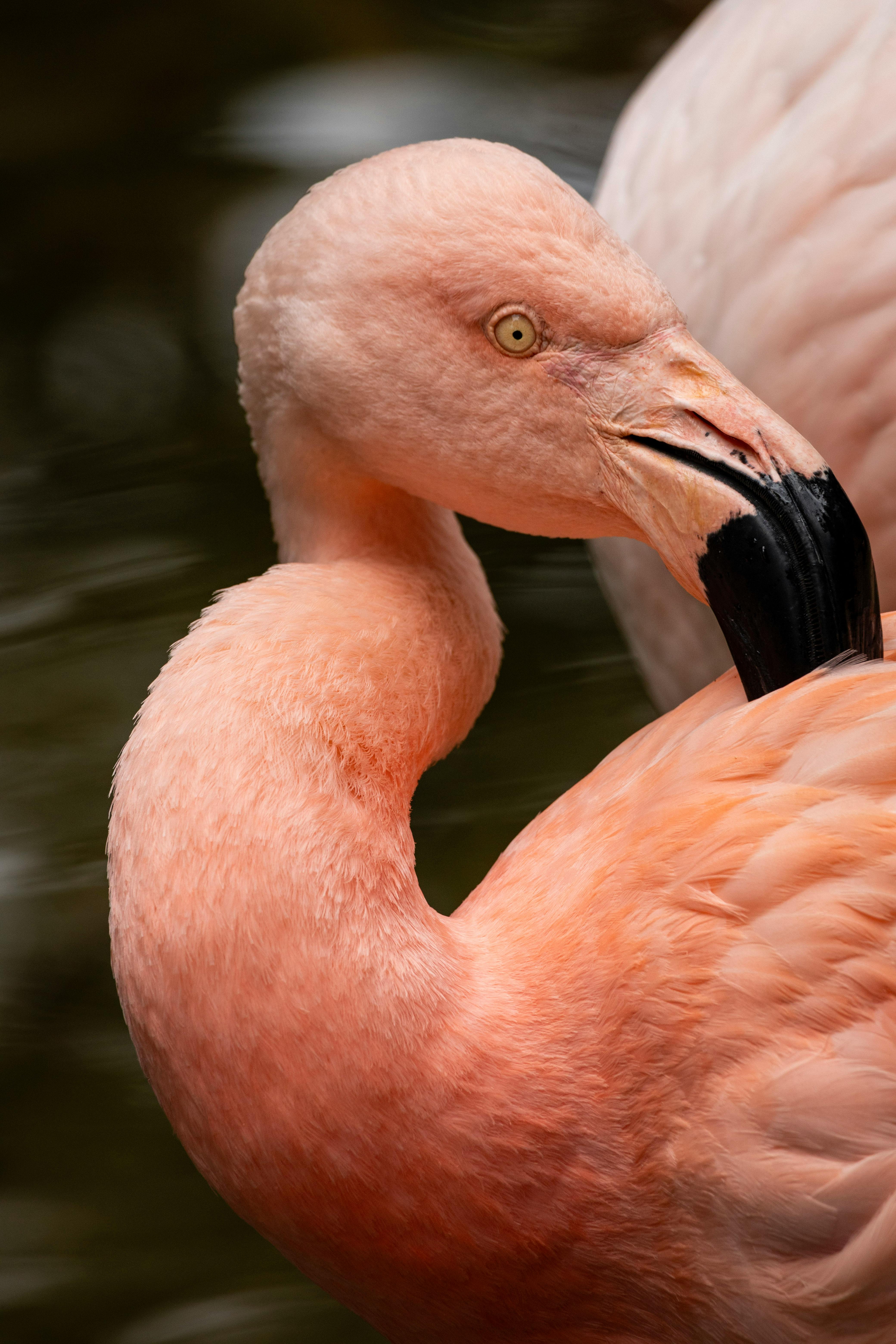A detailed close-up of a pink flamingo showcasing its vibrant plumage and curved beak.