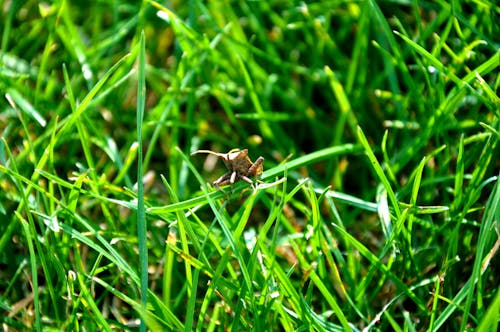 Free stock photo of green grass, insect Stock Photo
