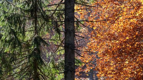 Free stock photo of autumn colors, fall colors, spruce Stock Photo