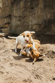 Adorable puppies playing on sandy ground in Kenitra, Morocco, showcasing their playful nature.