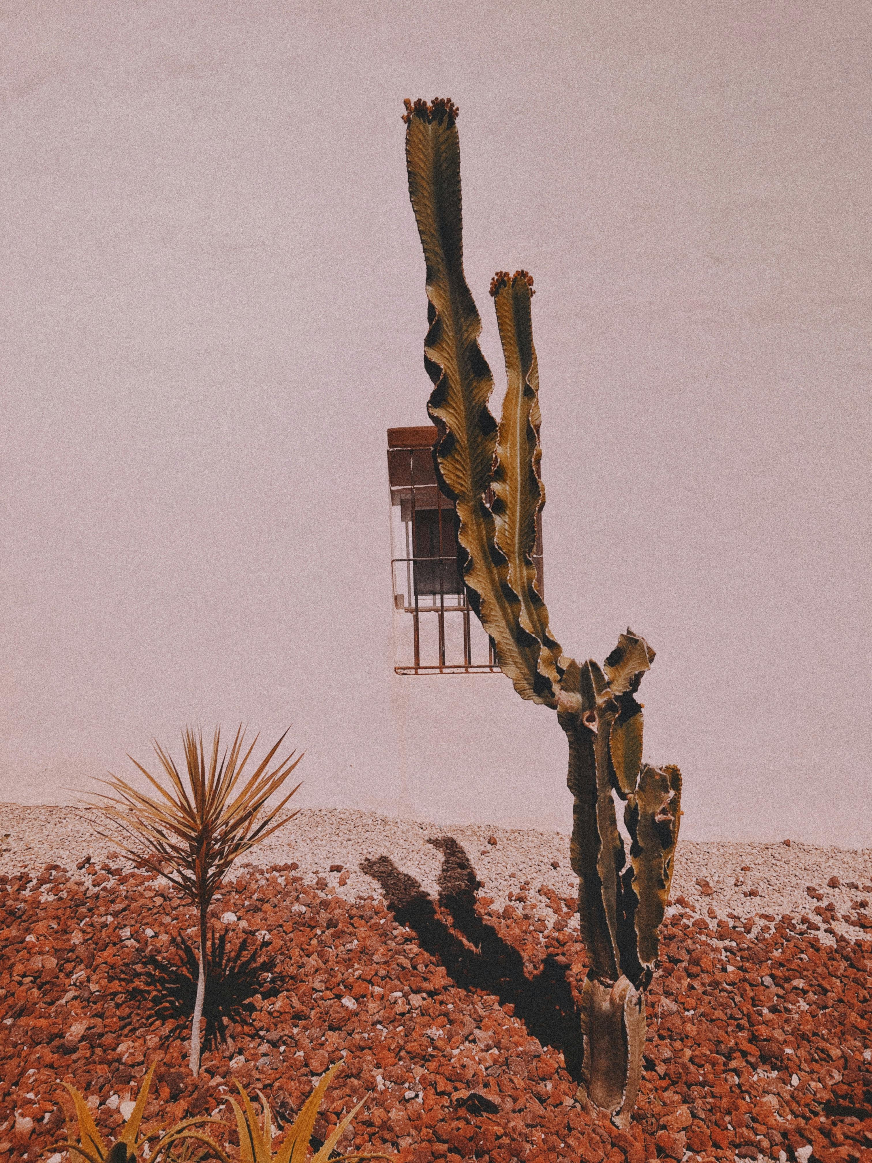 Minimalist photo of a cactus casting shadows on a textured wall, evoking a vintage feel.