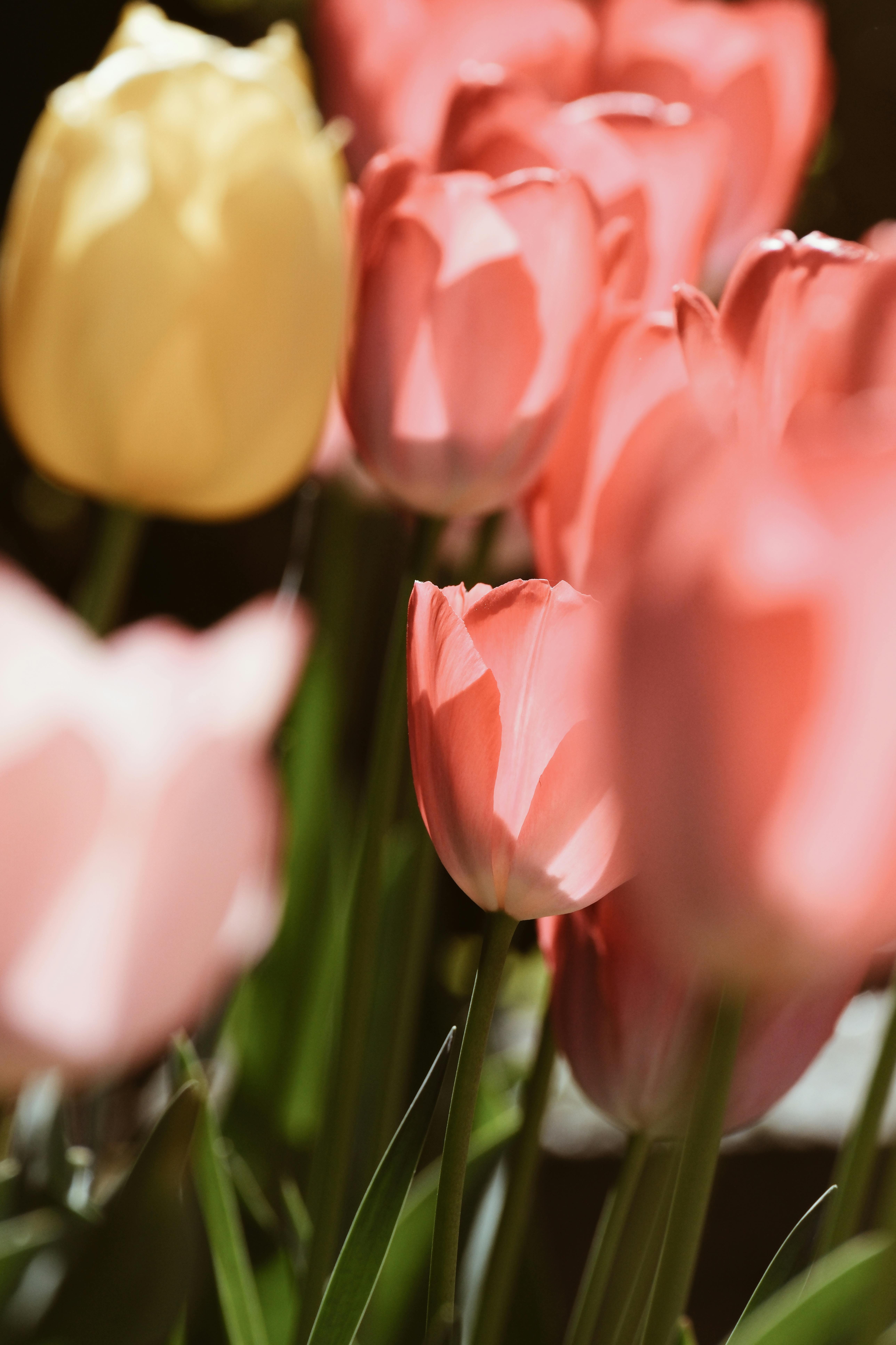Colorful pink and yellow tulips in a garden setting, captured in bright sunlight.