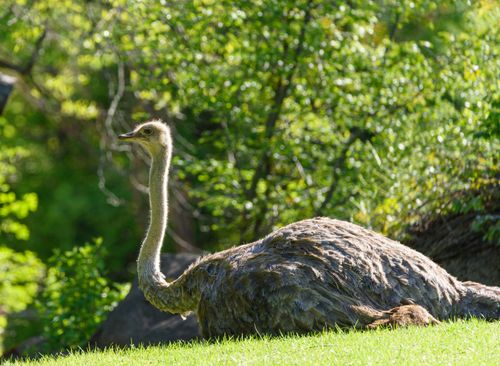 Free An ostrich rests on vibrant green grass surrounded by lush greenery in daylight. Stock Photo
