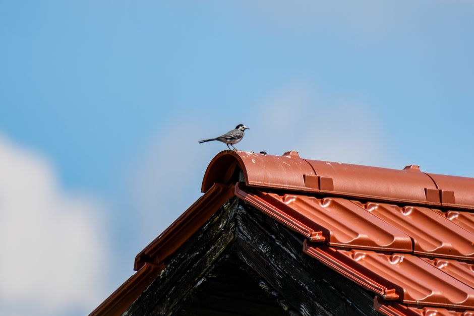 Cache-moineau de toiture : à quoi ça sert vraiment, quel matériau choisir et combien ça coûte 3 cache moineau toiture