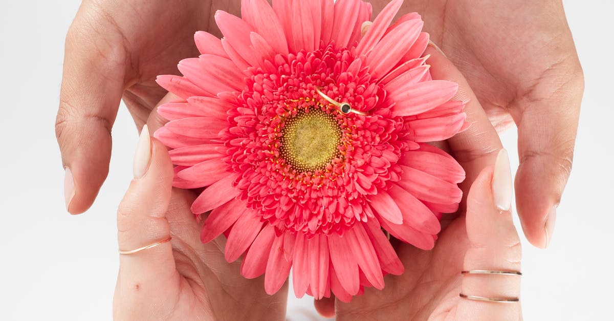 Two people exchange a pink gerbera flower in a tender gesture, symbolizing love and connection.