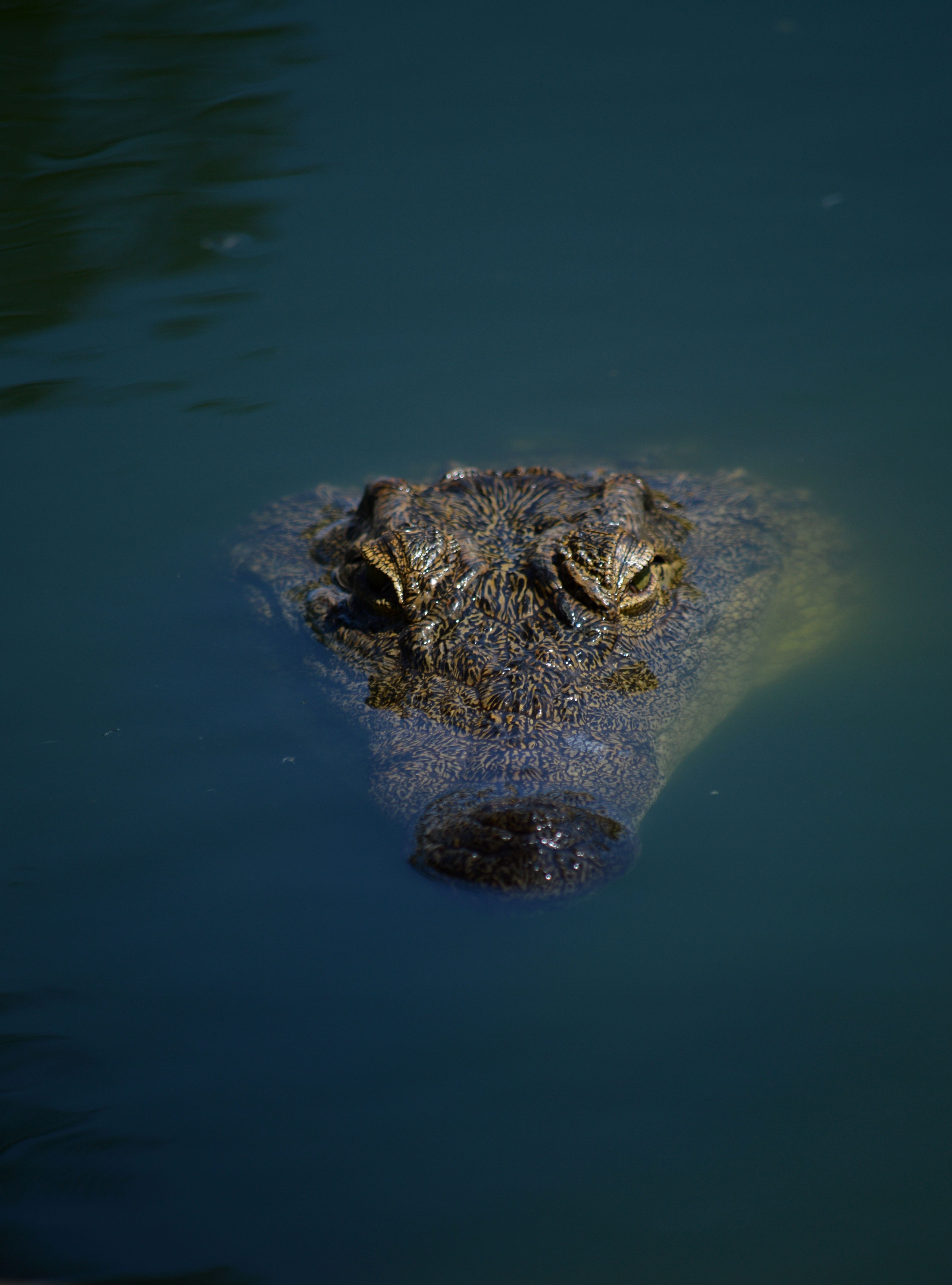 Water Predator Photos, Download The BEST Free Water Predator Stock ...