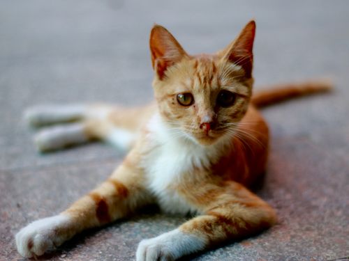 Free 猫 Stock Photo