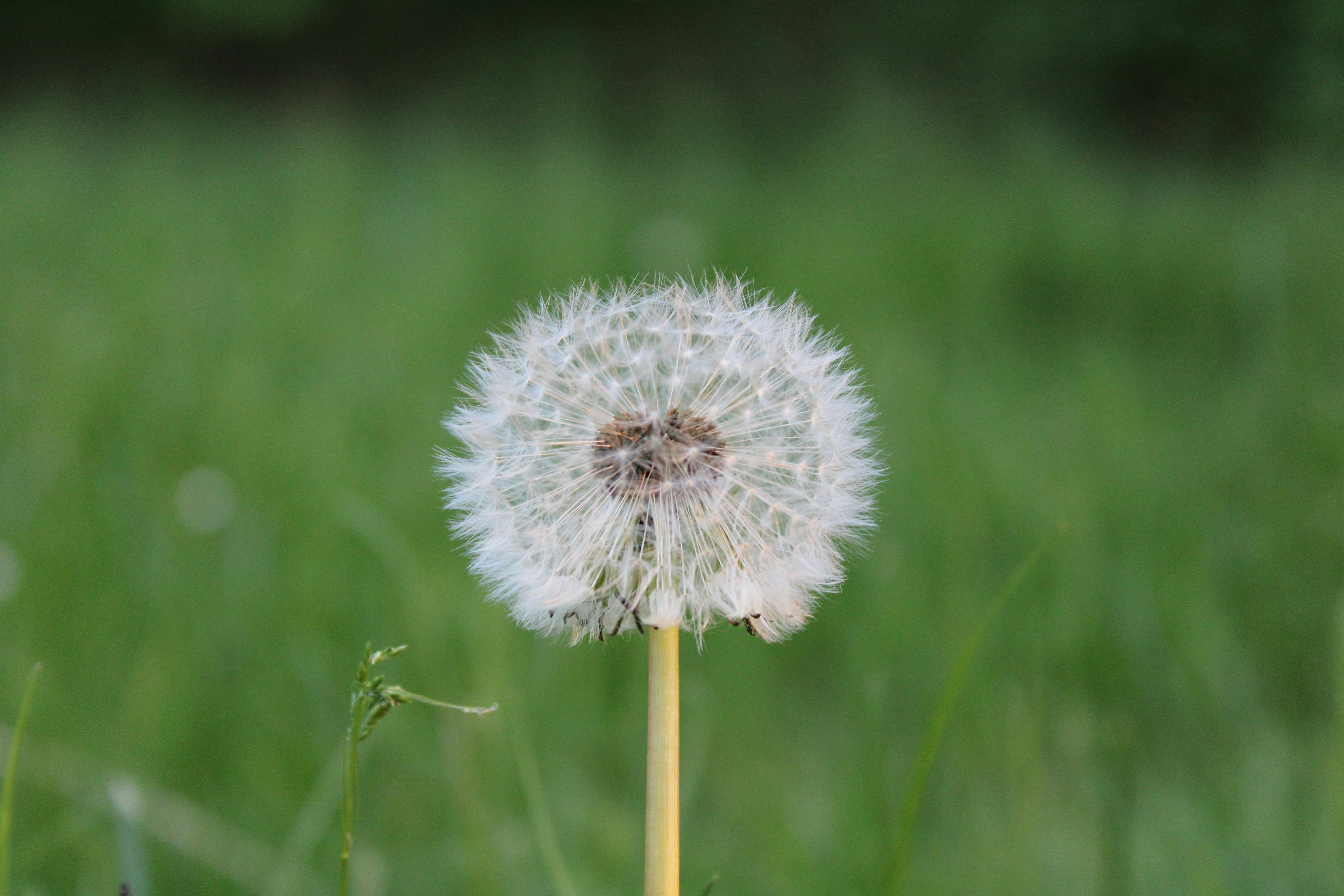 Detailed view of a dandelion ready to disperse seeds, captured in Milan's lush greenery