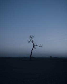 暮色中，一棵孤独的树矗立在极简主义的户外景观里