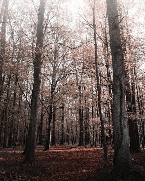 Низкий угол снимка деревьев с осенней листвой в лесу