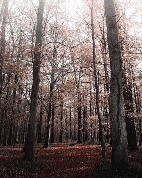 Basso Angolo Di Tiro Di Alberi Con Fogliame Autunnale Nei Boschi