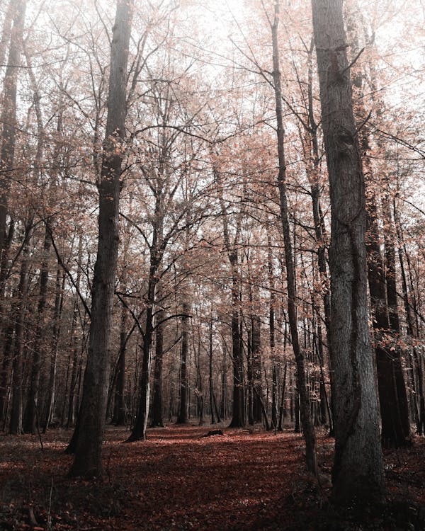 Low Angle Shot Of Trees With Autumn Foliage In Woods