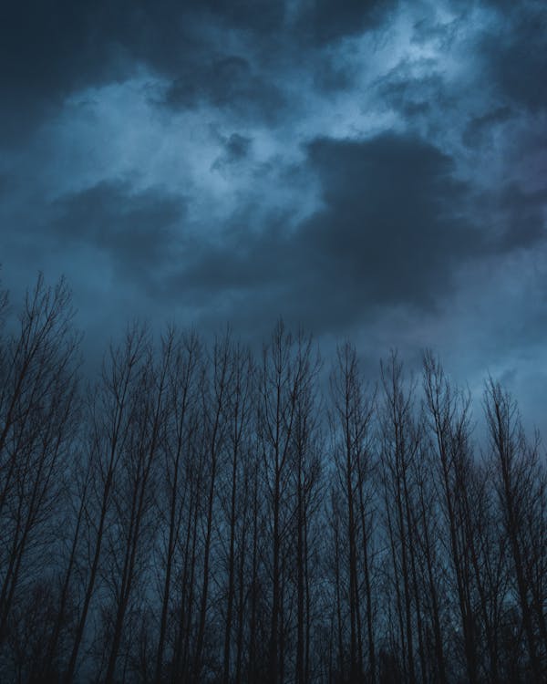 Imagine de stoc gratuită din albastru, arbori, furtună