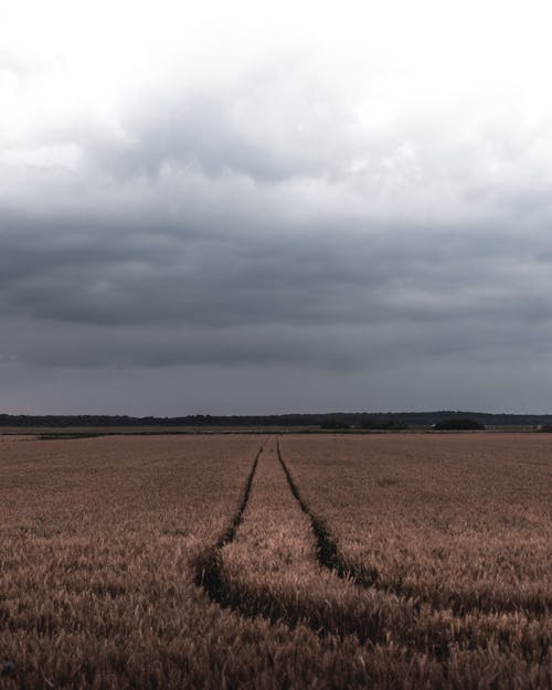 Path In The Middle Of Vast Wheat Field