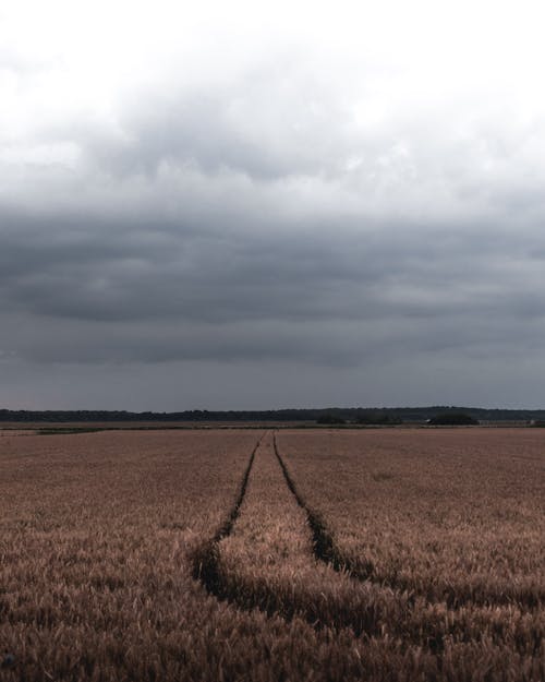 Percorso Nel Mezzo Di Un Vasto Campo Di Grano