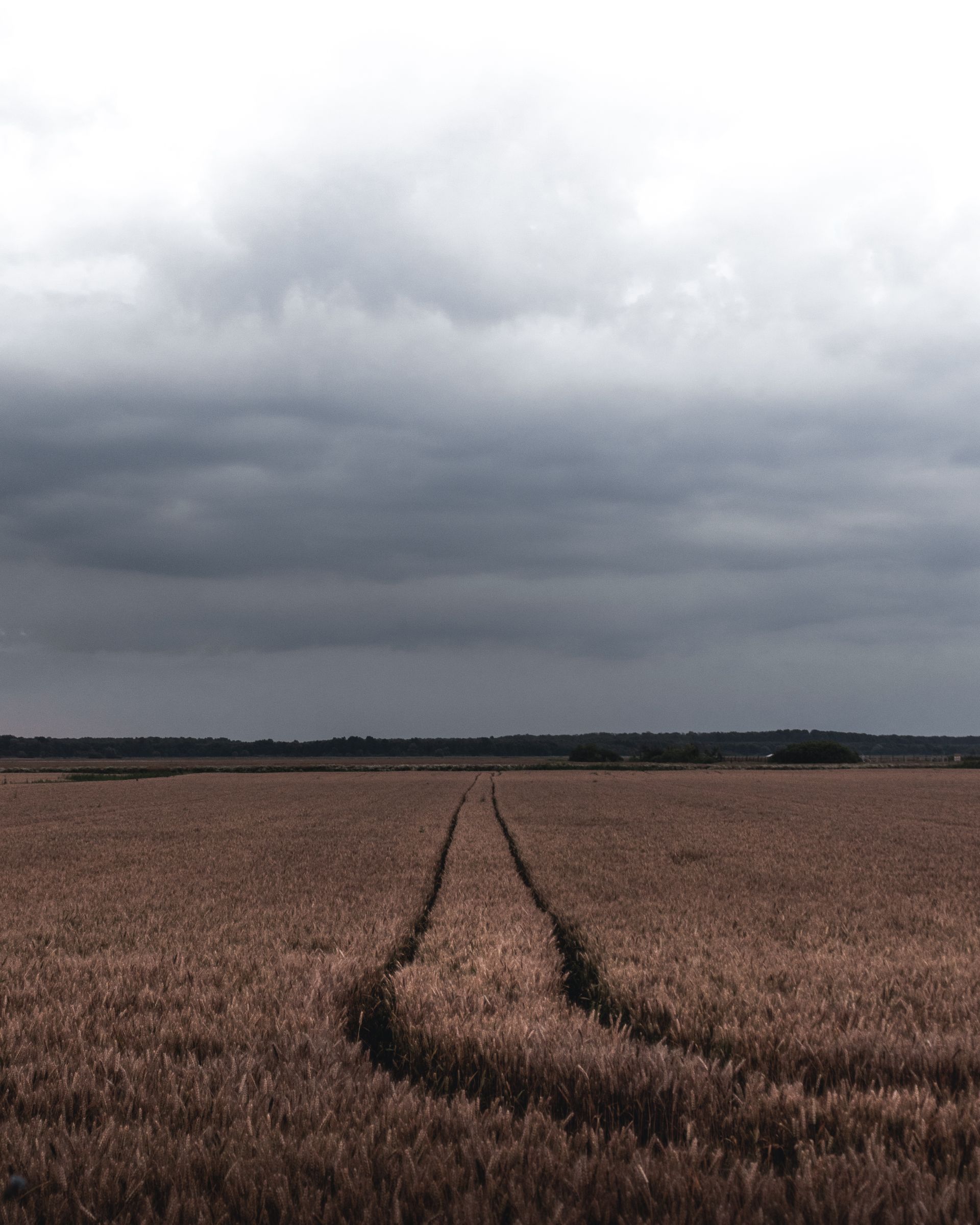 A worn footpath leading through a vast wheat field under a wide blue sky