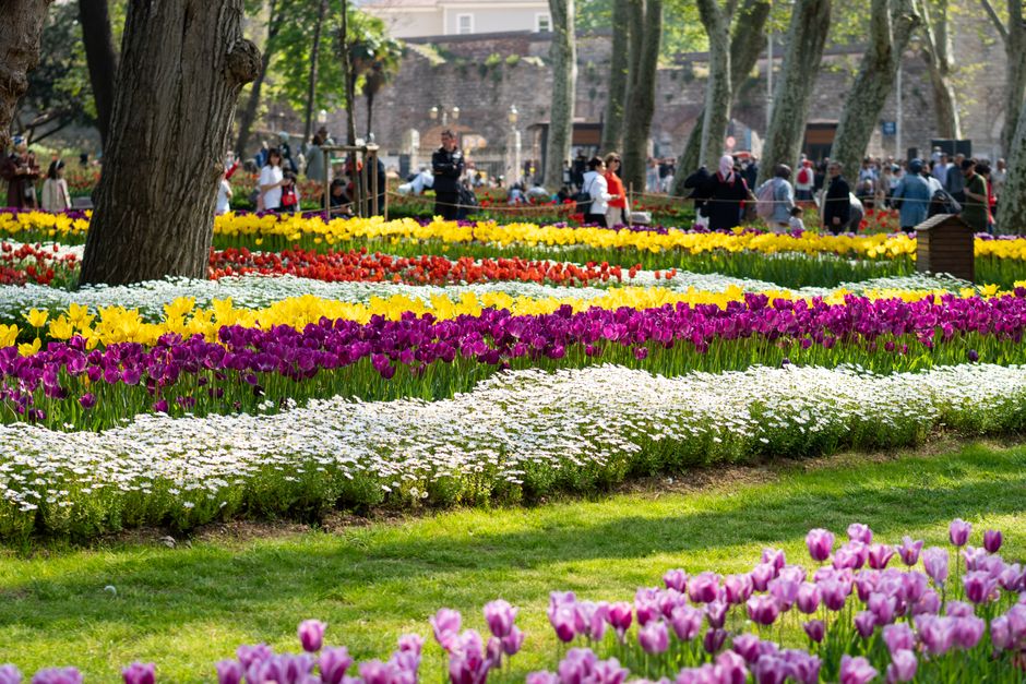 Groene planten en bloemen op tuinbeurs in juli. Groene planten en bloemen op tuinbeurs in juli.
