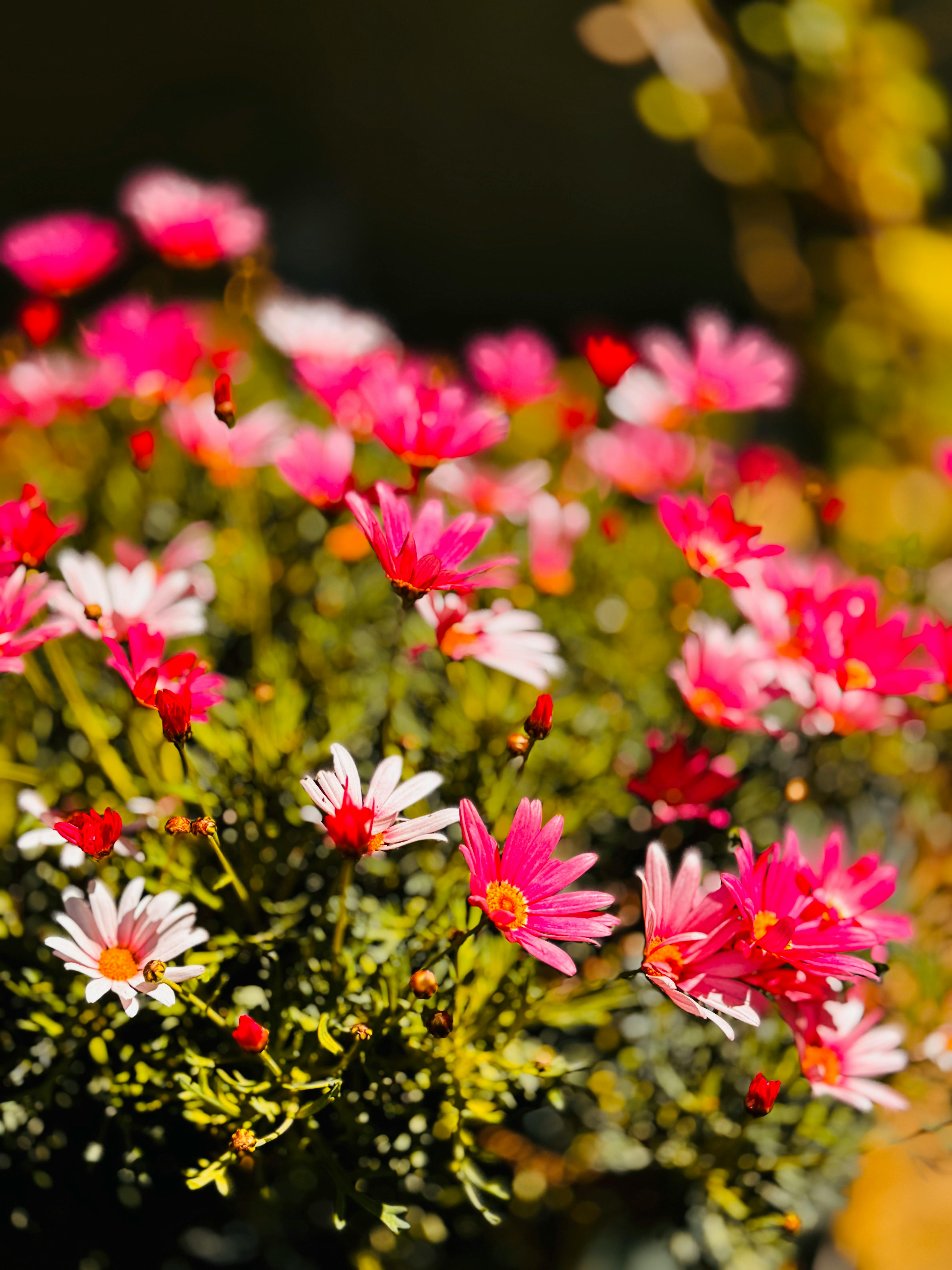 Close-up of bright pink daisies blooming vibrantly in a sunny garden setting.