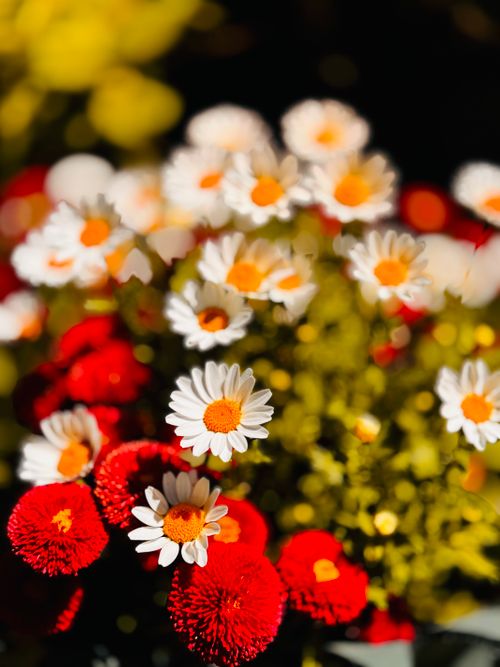 Free Close-up of daisies and vibrant red flowers in sunlight showcasing nature's beauty. Stock Photo