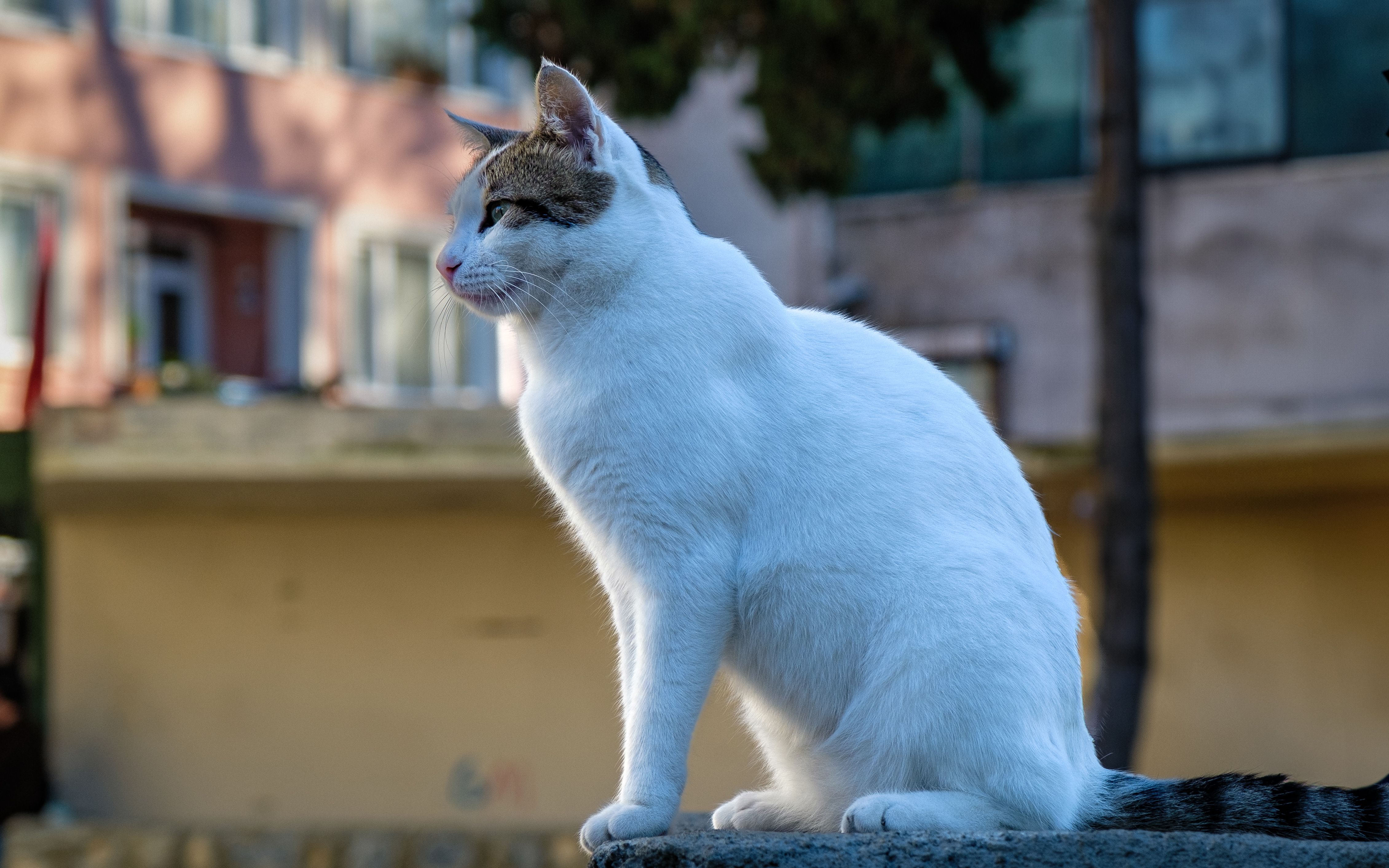 Portrait of a White Domestic Cat Outdoors · Free Stock Photo
