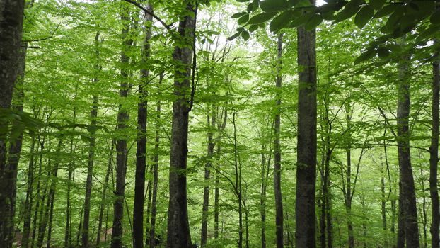Tranquil green forest with dense trees and bright foliage, symbolizing nature's calm in spring.