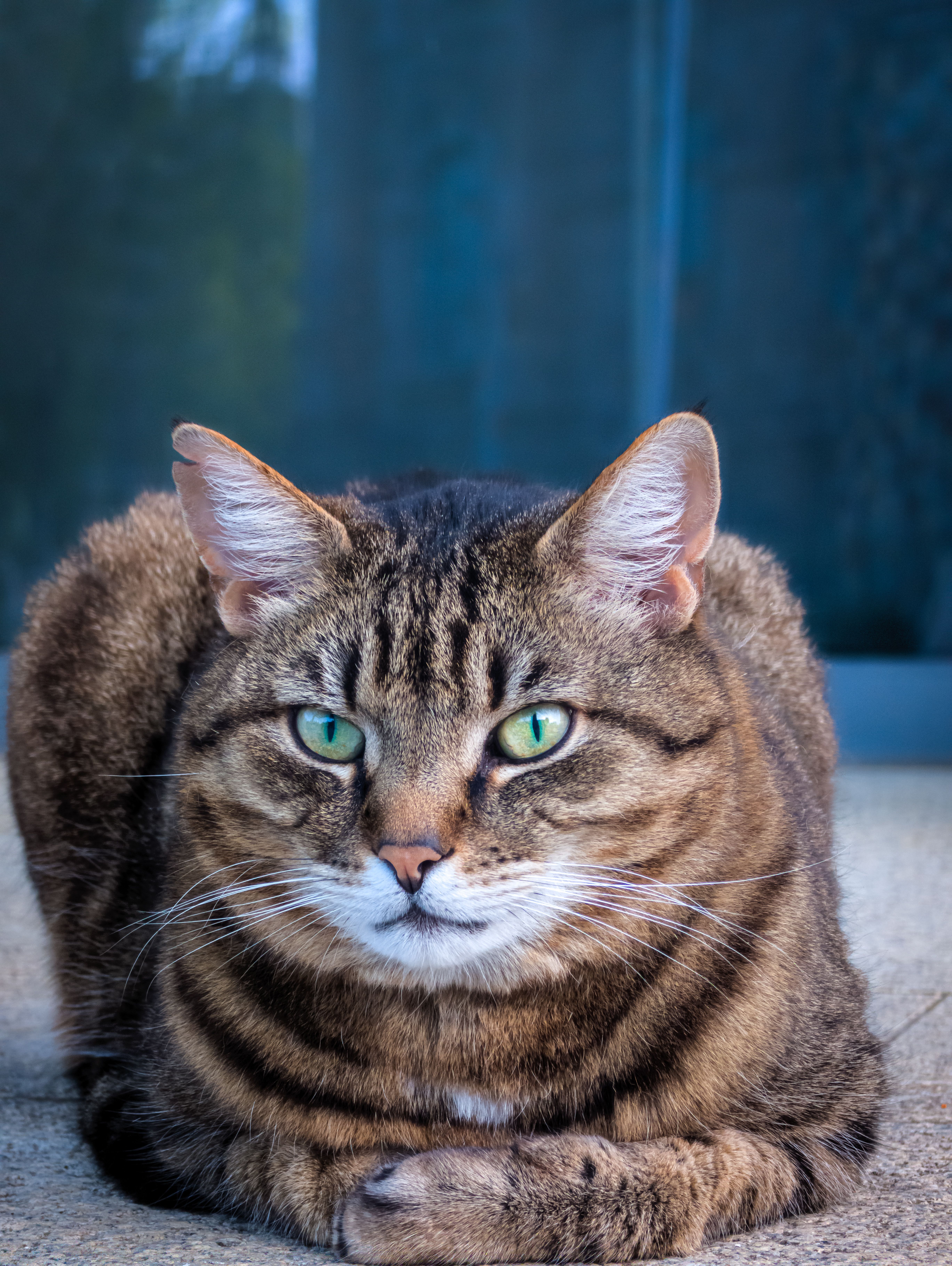 Close-up Portrait of a Tabby Cat with Green Eyes · Free Stock Photo