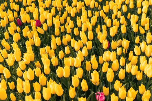 A colorful field of yellow tulips with a single pink tulip standing out in springtime.