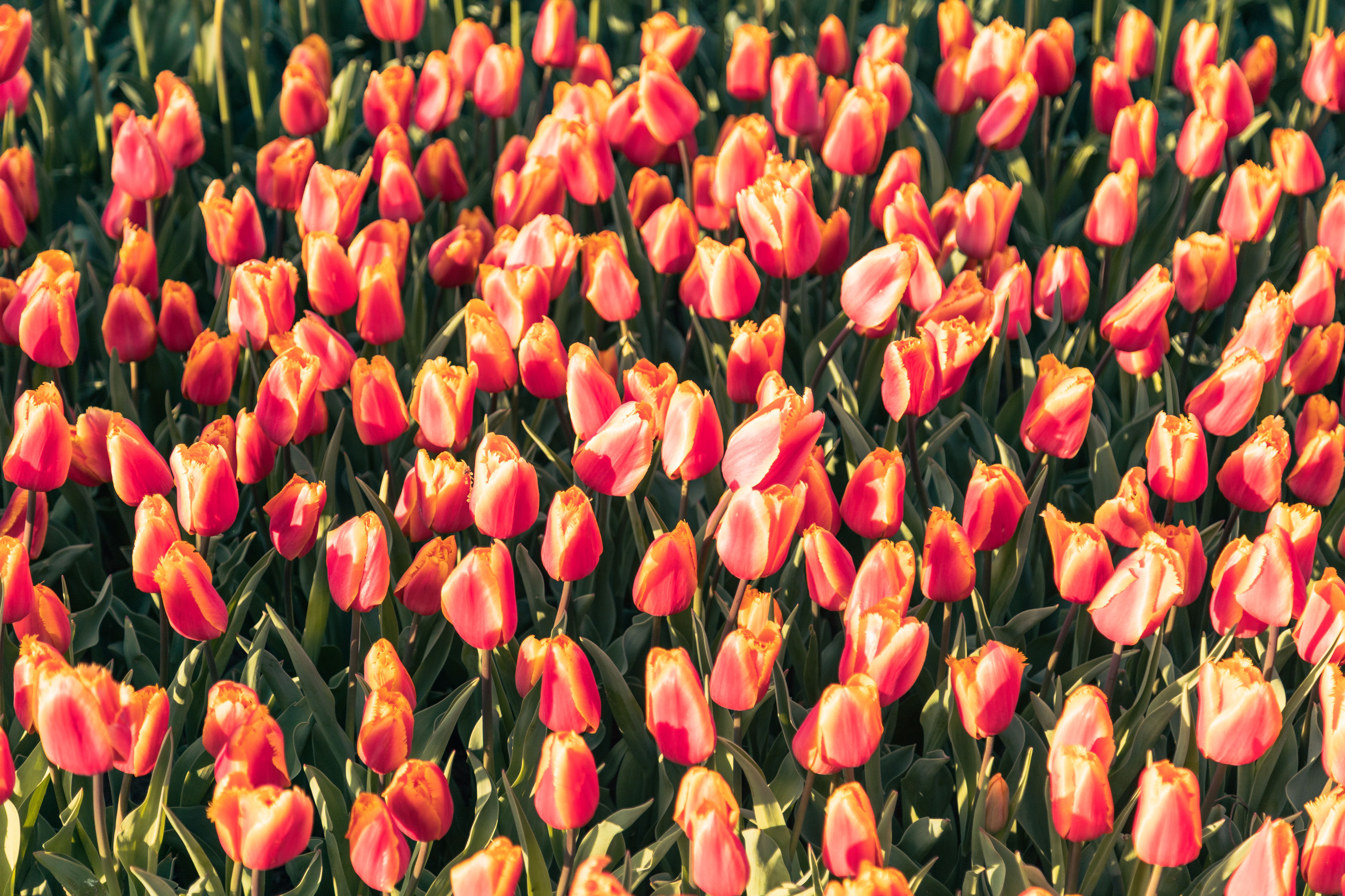 Vibrant Field of Blooming Orange and Pink Tulips · Free Stock Photo
