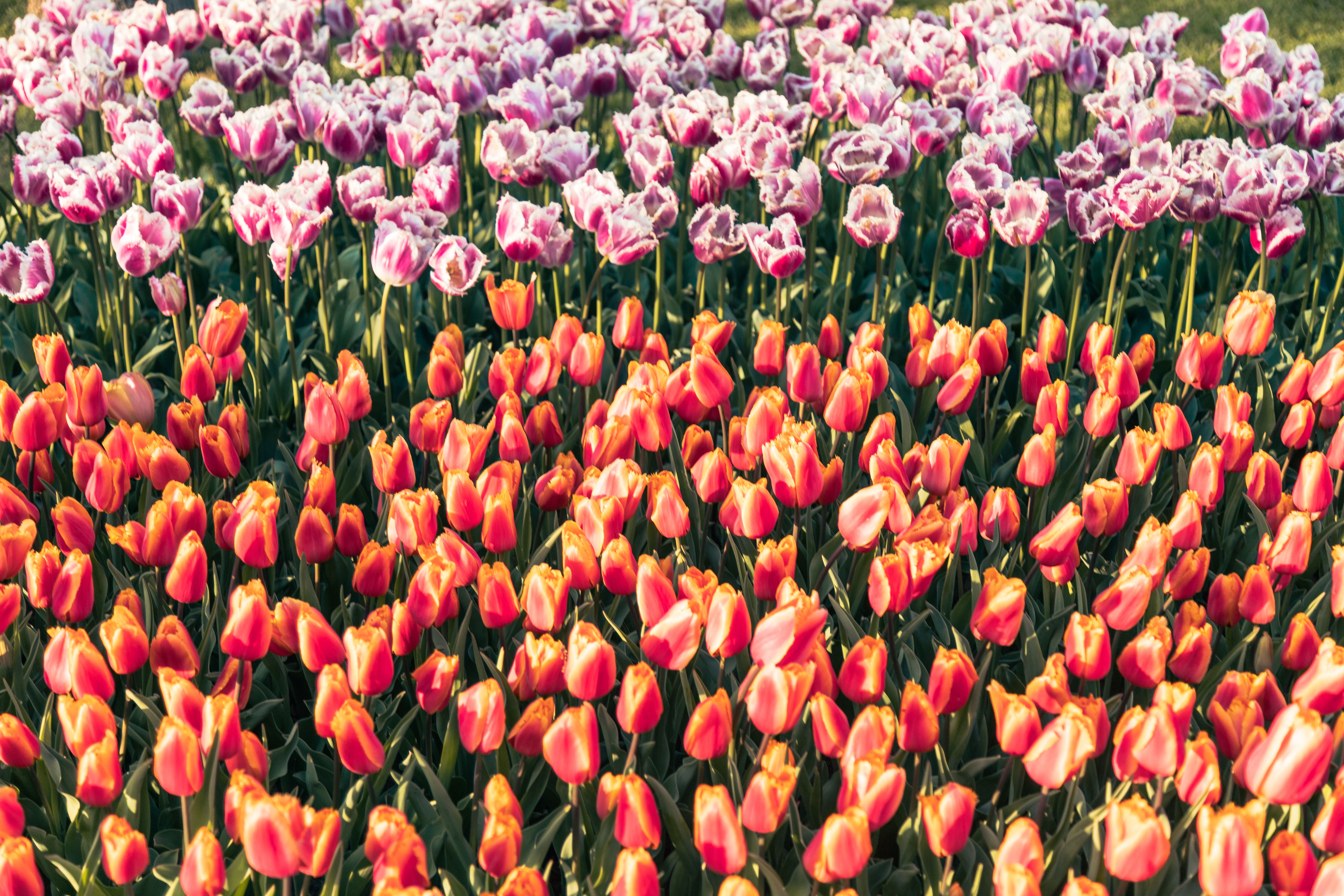 Vibrant Tulip Garden in Full Bloom · Free Stock Photo