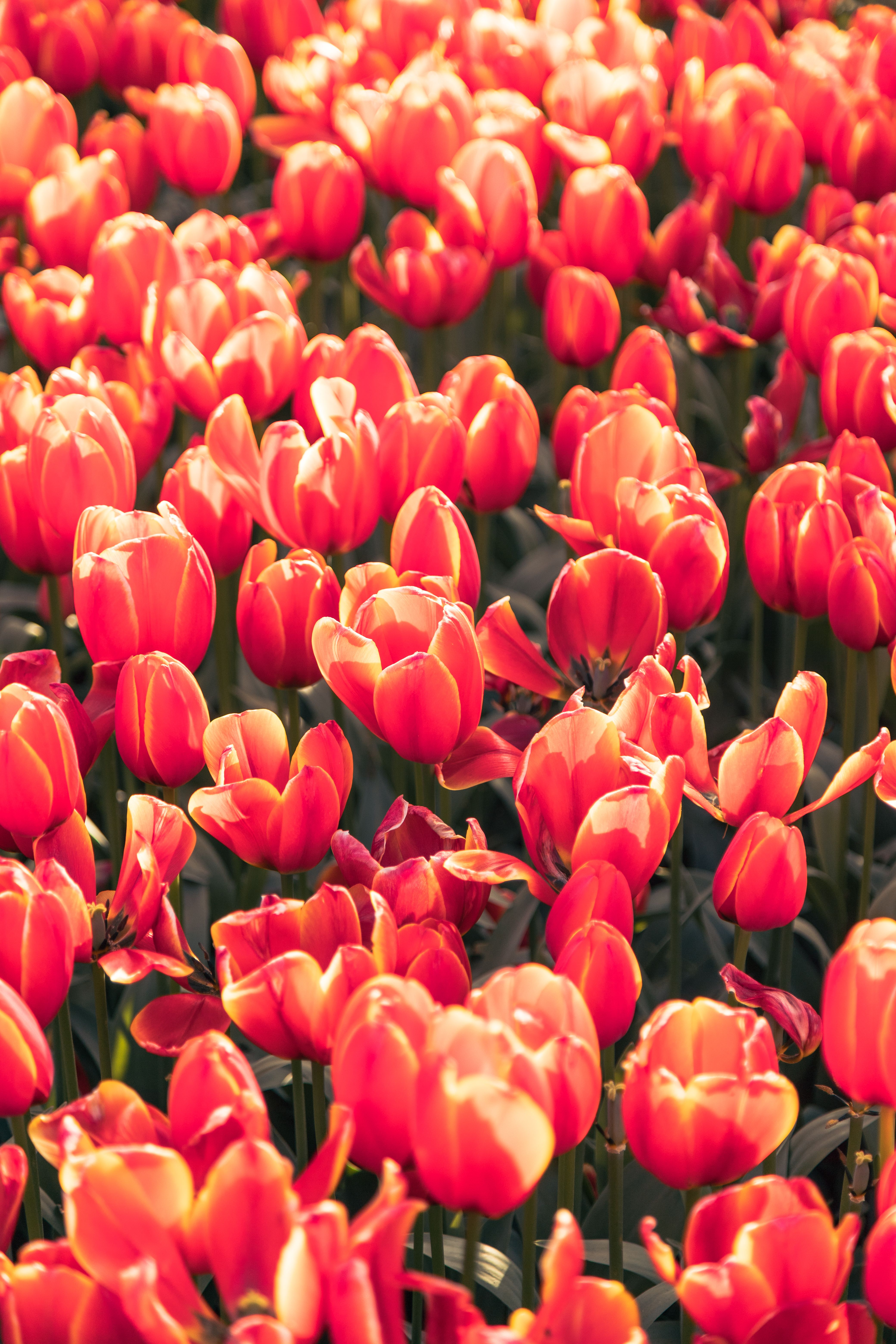 Vibrant Red Tulips in Full Bloom · Free Stock Photo
