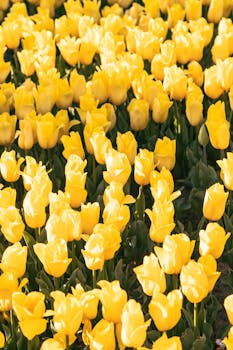 A stunning field of yellow tulips blooming under the spring sun, capturing nature's vibrant beauty.