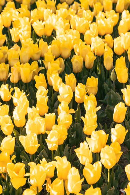 Free A stunning field of yellow tulips blooming under the spring sun, capturing nature's vibrant beauty. Stock Photo