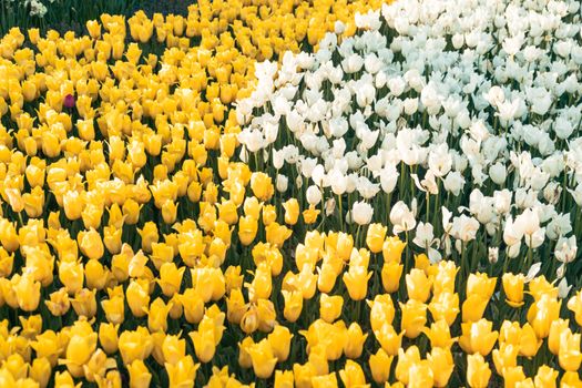 A beautiful garden of yellow and white tulips in full bloom during spring.