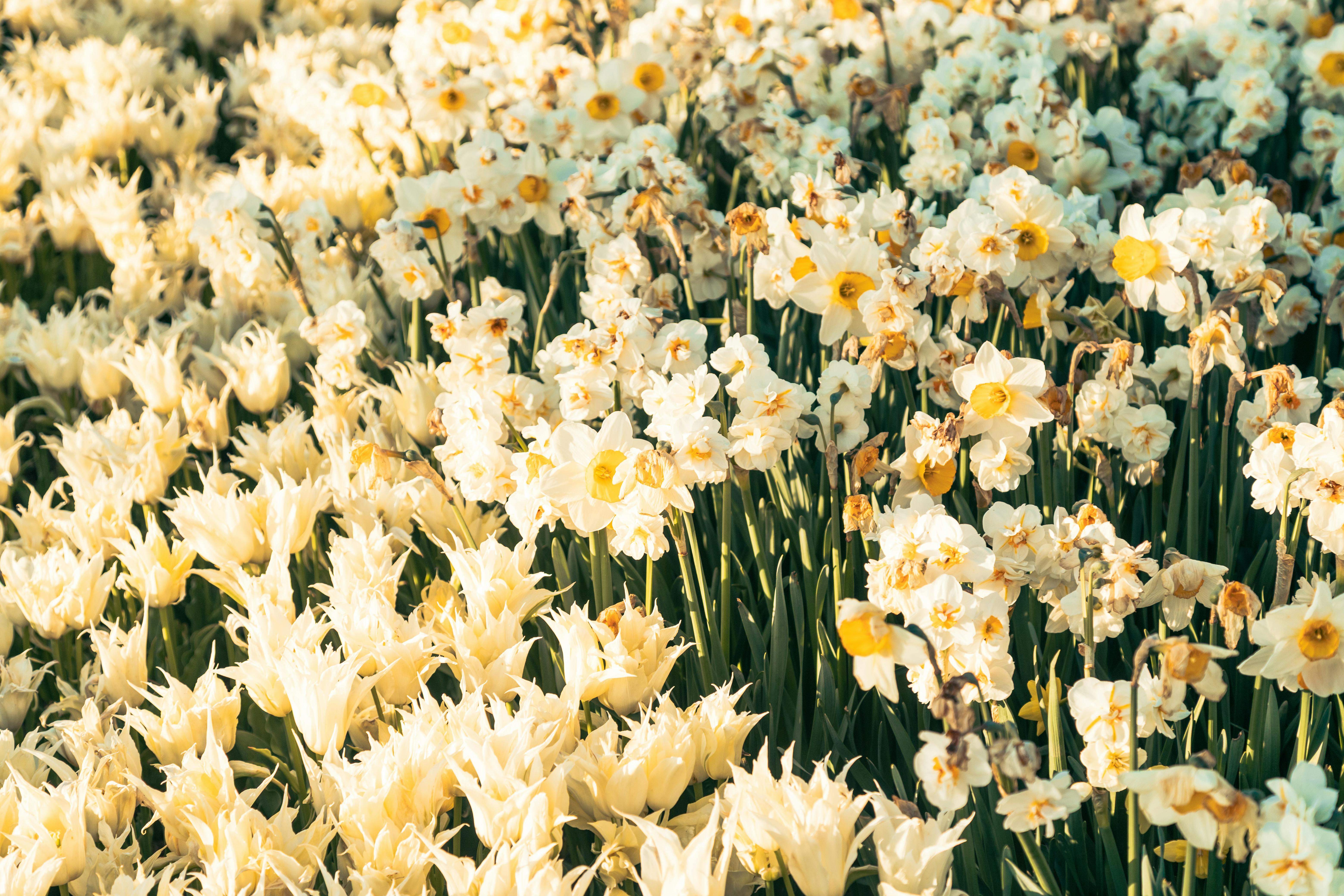 A stunning array of blooming tulips and daffodils in a sunlit spring garden.