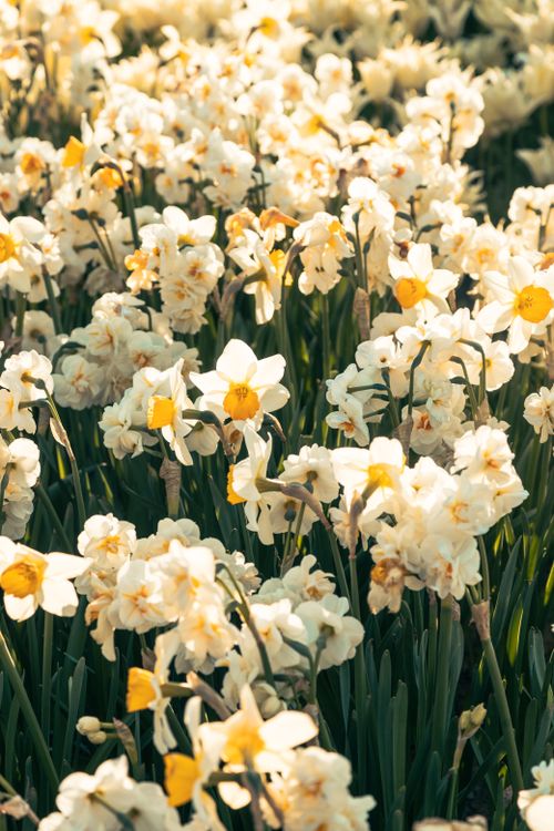 Free A stunning field of blooming daffodils captured in warm spring sunlight. Stock Photo