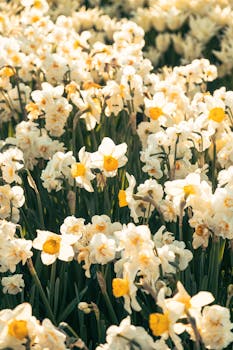 A vibrant field of blooming daffodils under the spring sun, capturing the essence of nature's beauty.