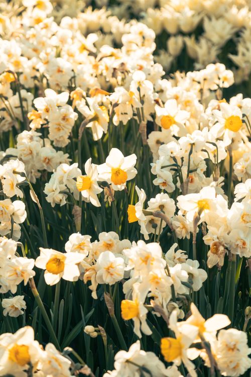 Free A vibrant field of blooming daffodils under the spring sun, capturing the essence of nature's beauty. Stock Photo