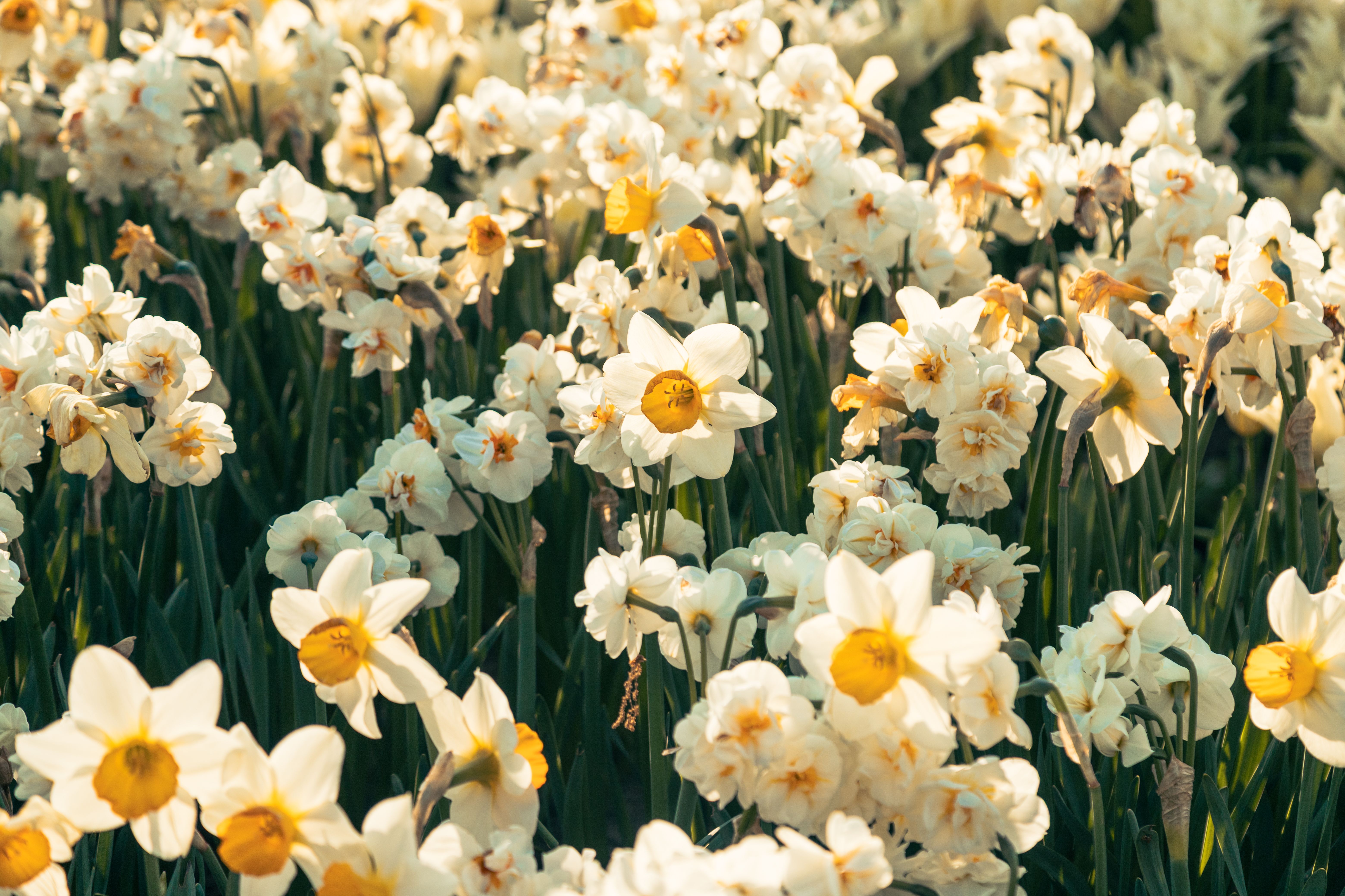 Vibrant Spring Daffodils in Bloom · Free Stock Photo