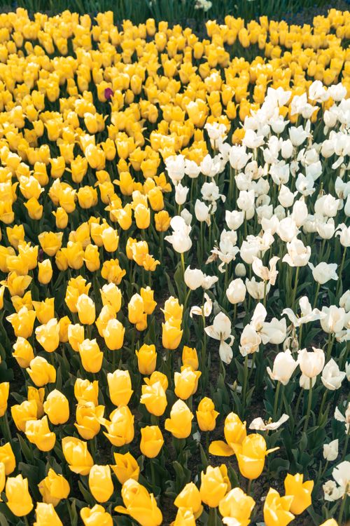 Free Beautiful display of yellow and white tulips in full bloom during springtime. Stock Photo