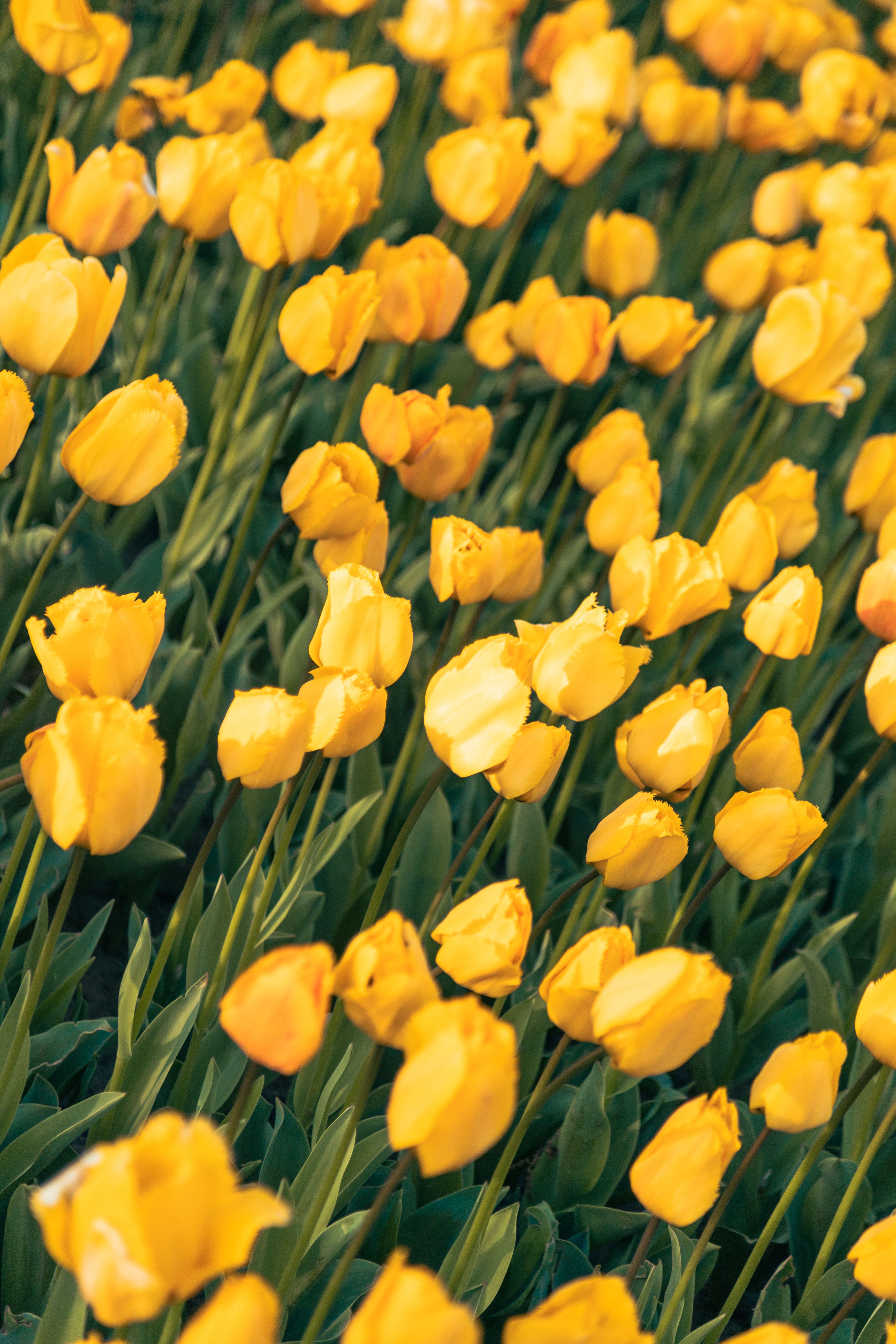 Vibrant Yellow Tulips in Full Bloom · Free Stock Photo