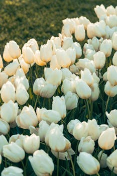 A field of pristine white tulips in full bloom, capturing the essence of springtime beauty.