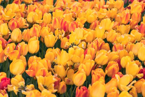 Free A stunning display of blooming yellow and orange tulips in a spring garden, captured in vibrant detail. Stock Photo