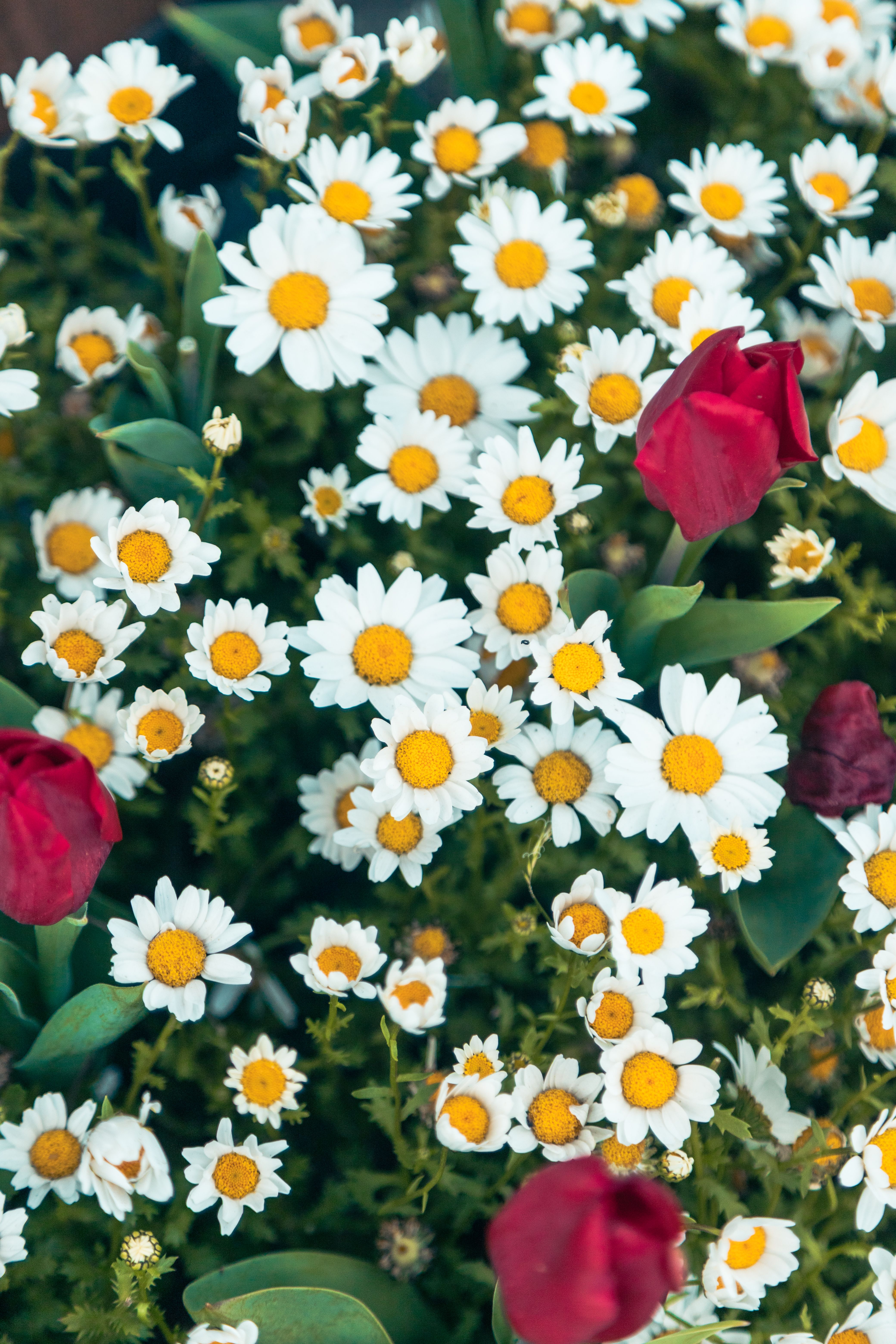 [ColoSach]-a-stunning-display-of-white-daisies-and-red-tulips-in-a-lush-garden-setting.