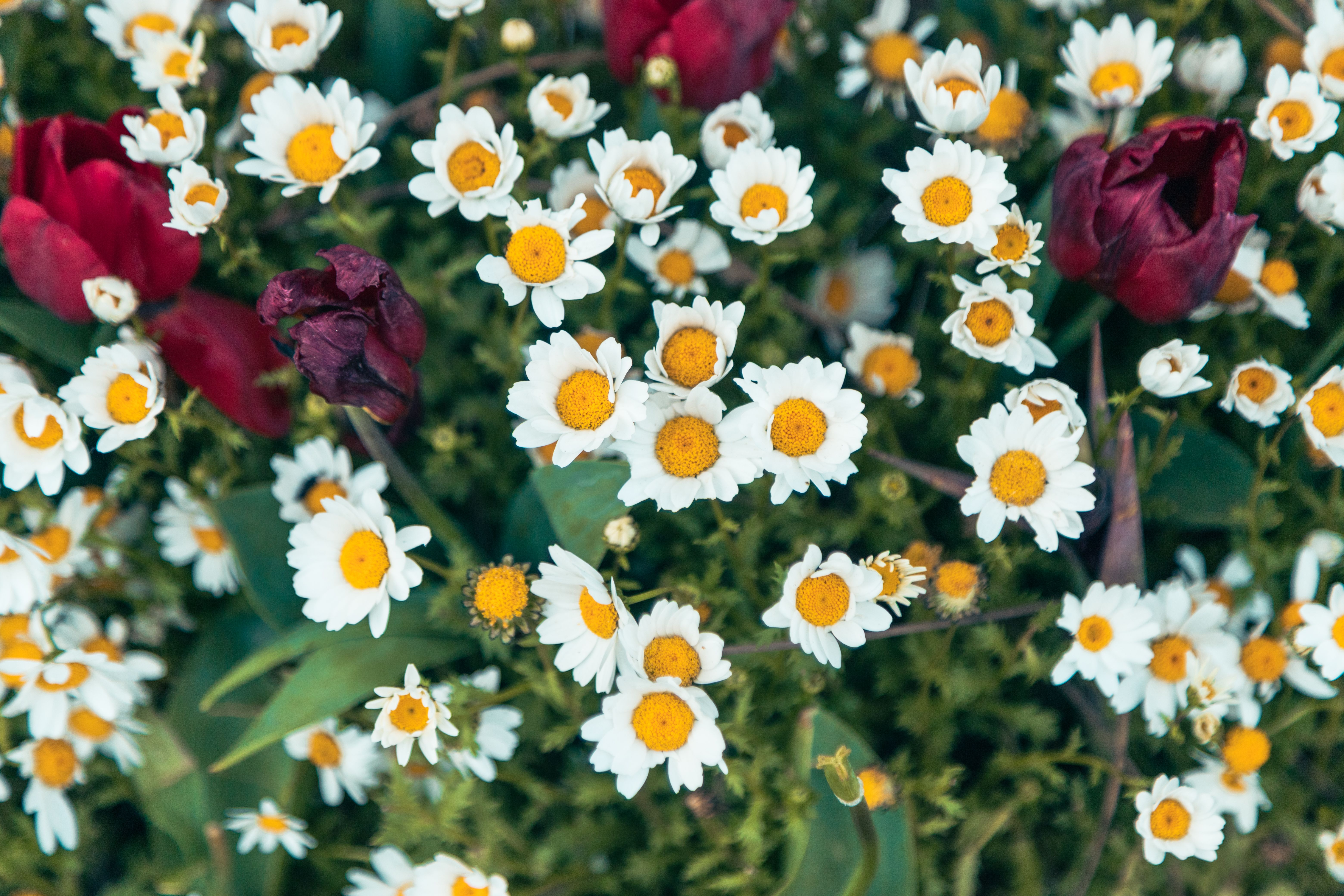 Vibrant White Daisies and Red Tulips in Bloom · Free Stock Photo