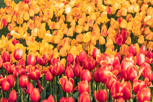 A stunning array of red and yellow tulips in full bloom, showcasing spring's vibrant colors.