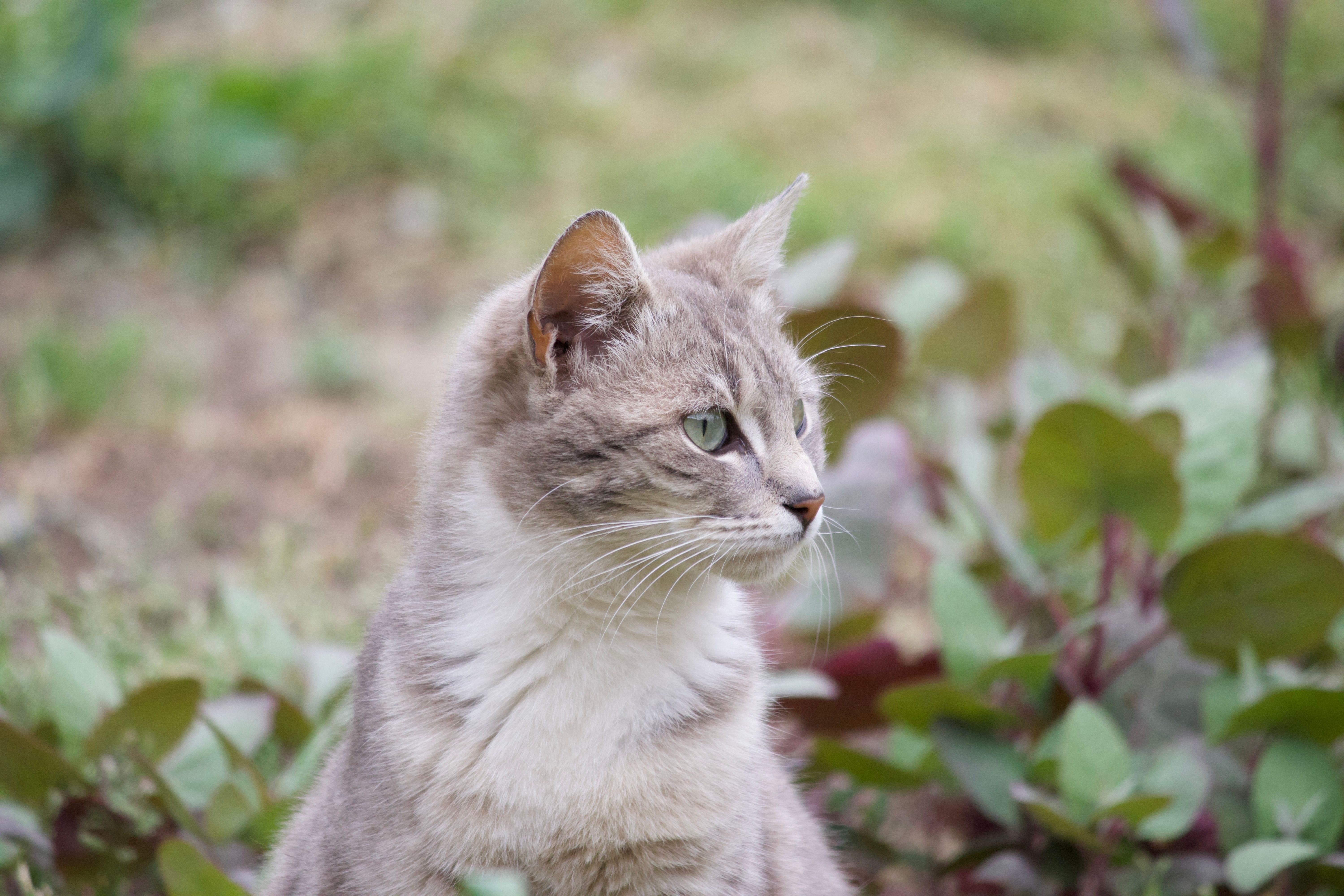 Close-up of a Gray Tabby Cat Outdoors · Free Stock Photo