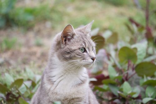 Free A serene gray tabby cat with green eyes sits amidst garden foliage. Stock Photo